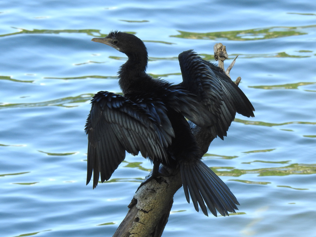 Little Cormorant