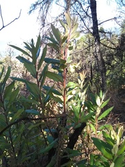 Comarostaphylis longifolia
