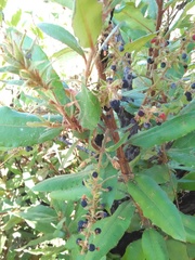 Comarostaphylis longifolia