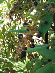 Comarostaphylis longifolia