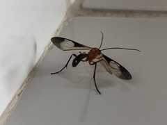 Thyreodon rufothorax