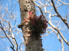 Tillandsia ionantha