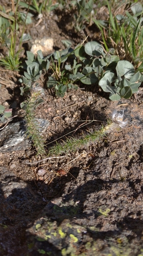 Portulaca eruca (Portulaca eruca)