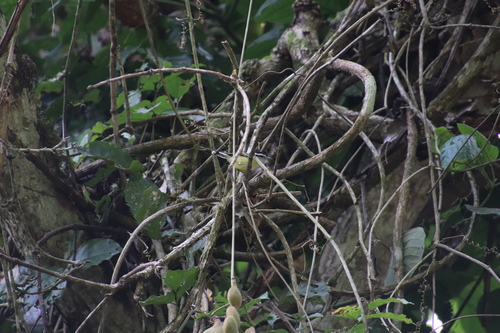 Herpsilochmus rufimarginatus image