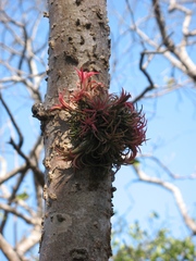 Tillandsia ionantha