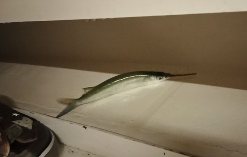 Barred halfbeak (Hemiramphus marginatus) — Hemiramphidae — 2