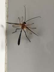 Thyreodon rufothorax