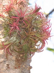 Tillandsia ionantha