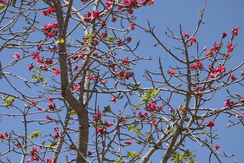 Kapok (Bombax ceiba)