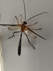 Thyreodon rufothorax