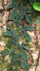 Tetrastigma obtectum glabrum