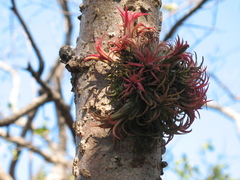 Tillandsia ionantha
