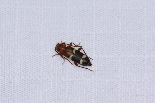 Phymatodes varius