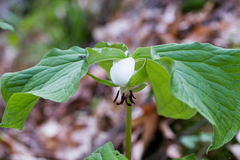 Trillium rugelii