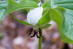 Trillium rugelii