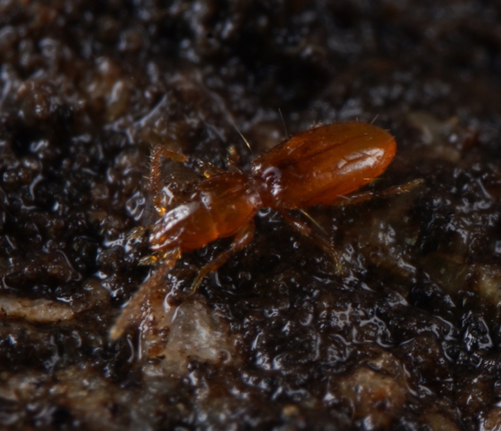 Illaphanus