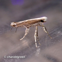 Epicephala lativalvaris