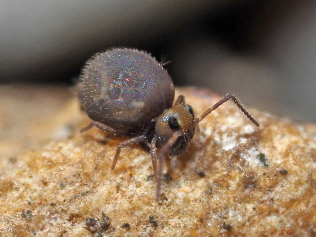 Garden Springtail, photo 1 of 10