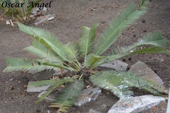 Dioon edule