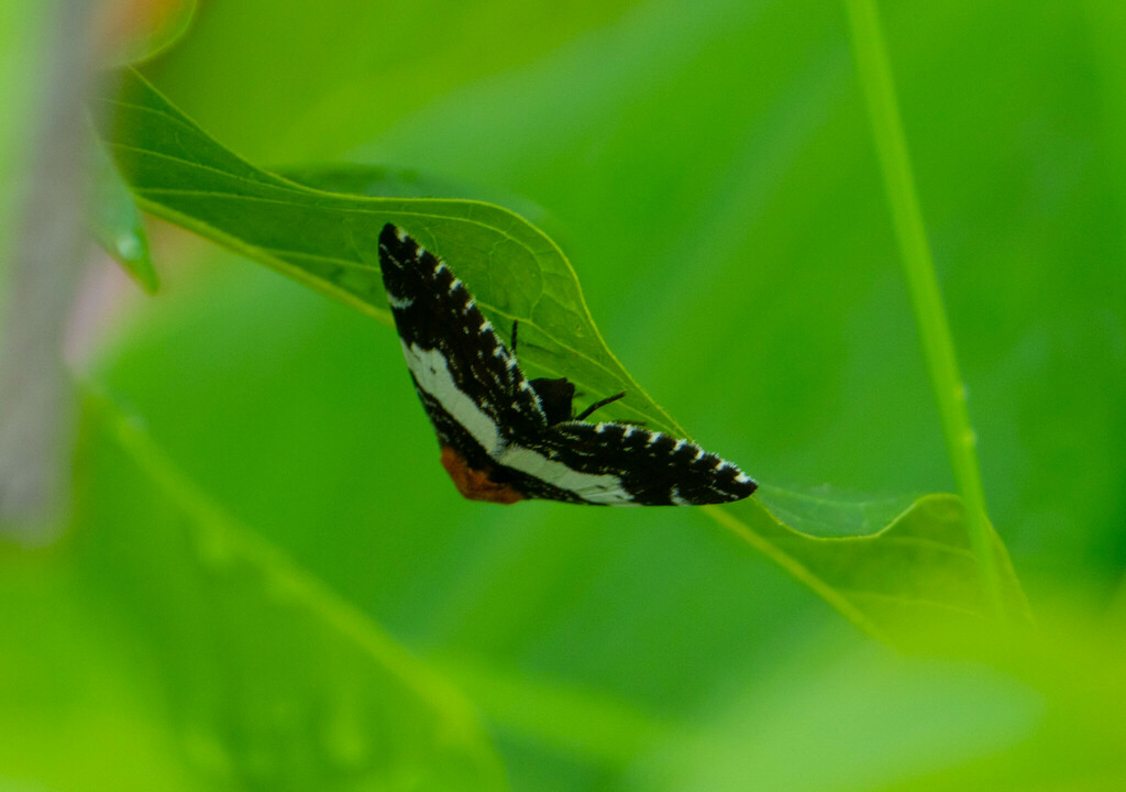 Buzara latizona from Saibai Island QLD 4875, Australia on February 24, 2024 at 0858 AM by Greg