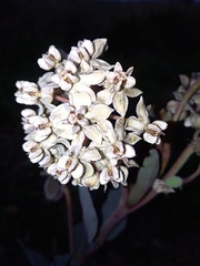 Asclepias glaucescens
