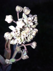 Asclepias glaucescens