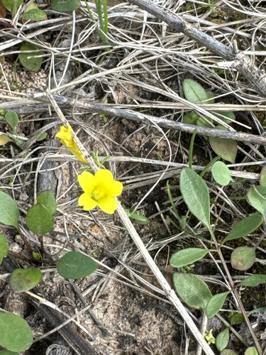 Gratiola flava, 2024-03-05