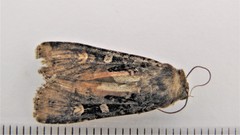 Actebia fennica