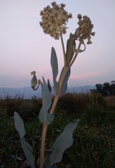 Asclepias glaucescens