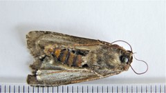 Actebia fennica