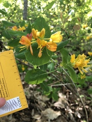 Lonicera flava