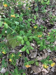 Lonicera flava