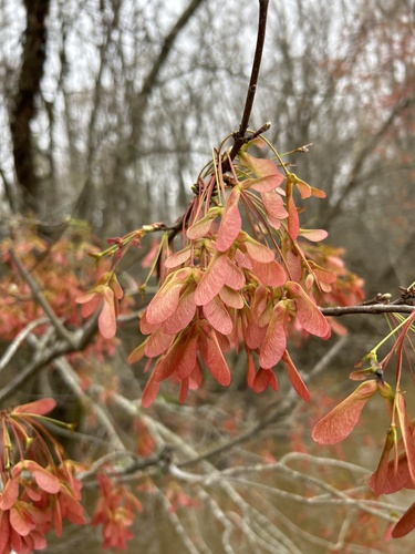 Red Maple