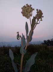 Asclepias glaucescens