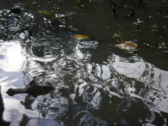 Caiman crocodilus fuscus