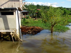 Caiman crocodilus fuscus