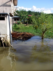 Caiman crocodilus fuscus