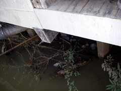Caiman crocodilus fuscus