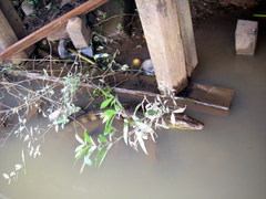 Caiman crocodilus fuscus