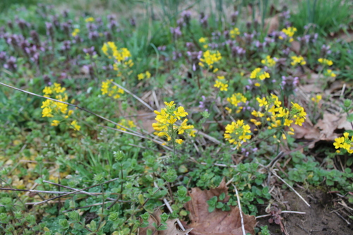 Image of Paysonia lescurii by (c) Dominic, some rights reserved (CC BY)