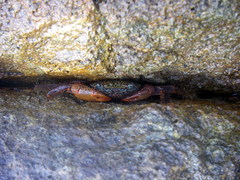 Geograpsus lividus