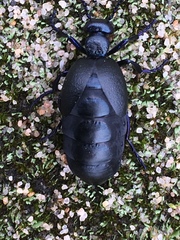 Meloe violaceus