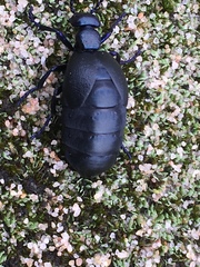 Meloe violaceus