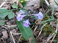 Glechoma hederacea