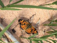 Phyciodes tharos riocolorado