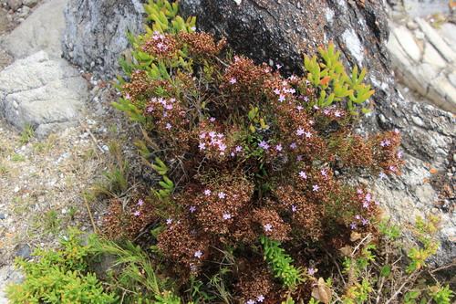 Image of Limonium scabrum by (c) Jim Sweet, some rights reserved (CC BY)