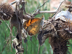 Phyciodes tharos riocolorado