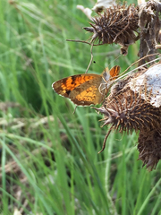 Phyciodes tharos riocolorado