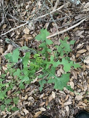 Lactuca floridana