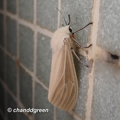 Creatonotos transiens vacillans